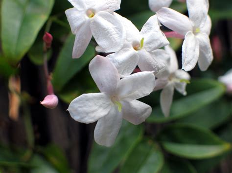 Check spelling or type a new query. Study of the Sampaguita Flower - The National Pride of ...