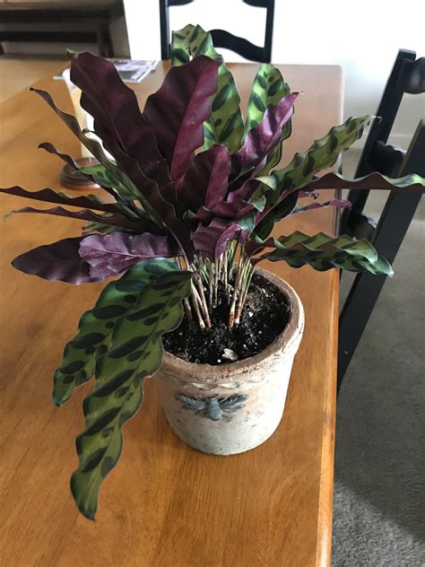 Wavy Green Leaves With Purple Tinted Undersides Any Info