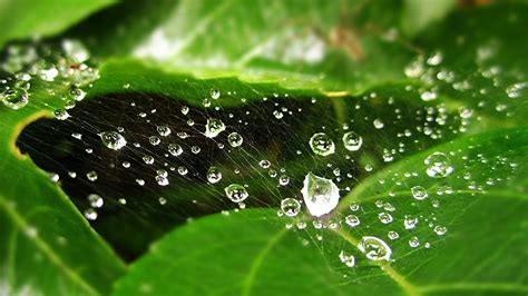 Green Leafed Plant Nature Green Water Drops Leaves Hd Wallpaper