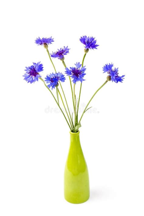 Bouquet Of Blue Cornflowers Isolated On White Background Space For
