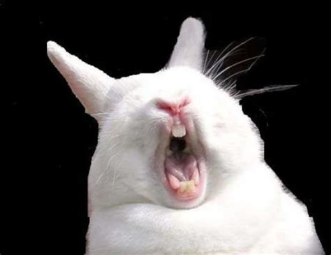 Does he have any siblings and a girlfriend? When Bunnies Attack: What To Do When Your Rabbit Bites