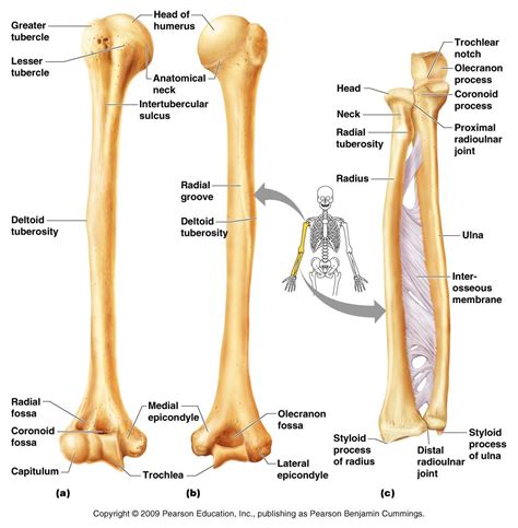 The radius and the ulna are long, slightly curved bones that lie parallel from the elbow, where they articulate with the humerus, to the wrist, . Pin by Renato Rocha on College | Anatomy bones, Anatomy ...