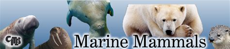 Marine Mammal Permit Information