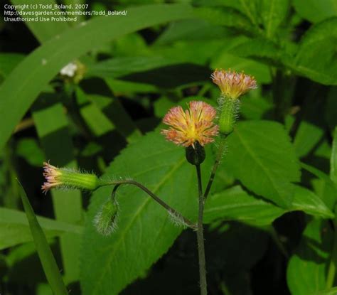 Red, medium to dark pink height: PlantFiles Pictures: Florida Tassel Flower, Florida ...