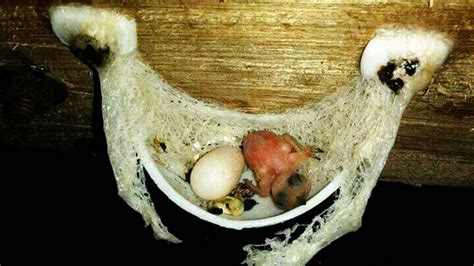 Superior white edible bird'nest 100gram. Edible black-nest swiftlet penetrates Singapore market ...