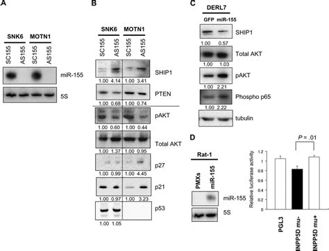 mir 155 induces dysregulation of ship1 signaling to akt in nk cell download scientific diagram