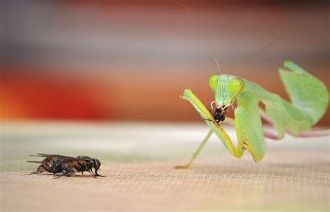 What Does A Praying Mantis Eat In The Wild And As Pets Diet And Health