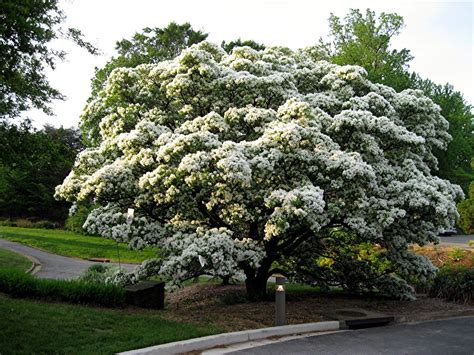 Chionanthus Retusus The Chinese Fringe Treei Got To Work Today