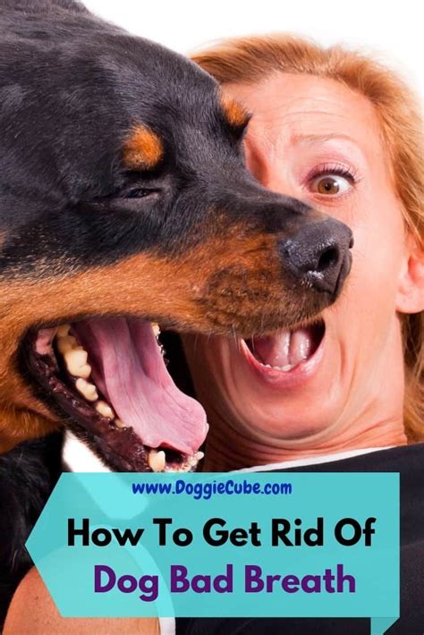 I've been lifting weights for most of my life and have never used weightlifting gloves, and the potential stink of the leather is one reason why. How To Get Rid Of Dog Bad Breath (With images) | Bad dog ...
