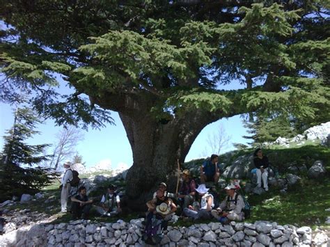 The Cedars Of Lebanon