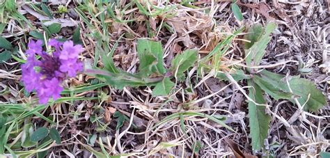Indeed, some weeds have nutritional value, like dandelions or chickweed. What is this low-growing weed with purple flowers in ...