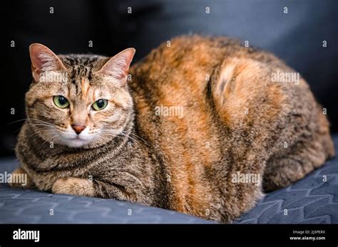 A Fat Cat Sitting On The Sofa And Relaxing Stock Photo Alamy