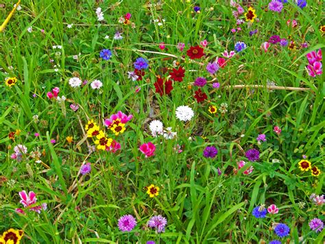 Wildflowersweedsfieldwildflowersfree Pictures Free Image From