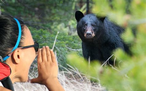 The Needling On Twitter Rt Theneedling Park Rangers Advise Hikers To Ward Off Bears By