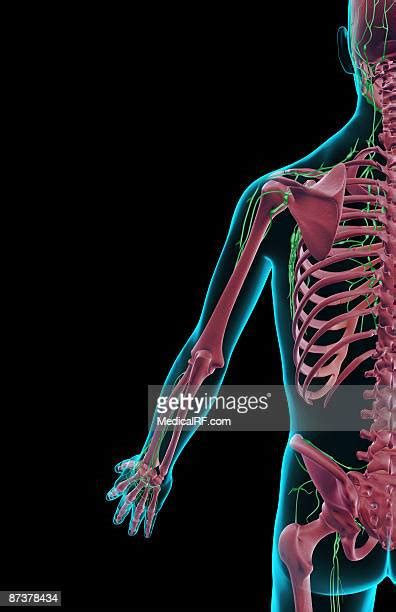 Lymph Nodes Arm Photos And Premium High Res Pictures Getty Images