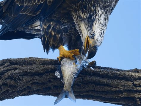 Do Eagles Eat Dead Animals The Surprising Answer