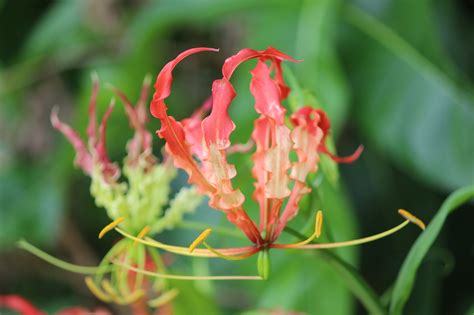 Flame Lily Gloriosa Flower Free Photo On Pixabay Pixabay