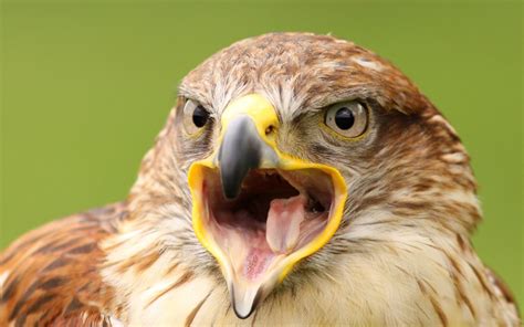 Do you like this video? Ferruginous Hawk (Buteo regalis) | about animals