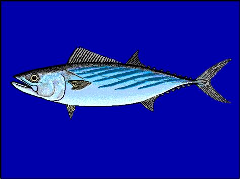 Palamitabonito Sarda Sarda