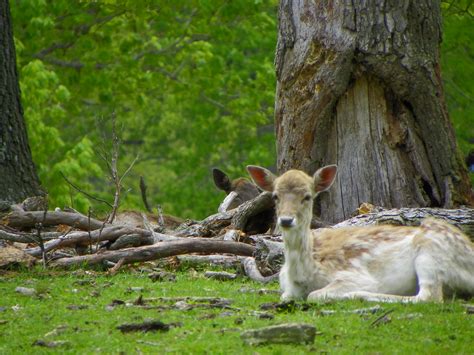 Wild Animal Safari Strafford Missouri Dustin Holmes Flickr