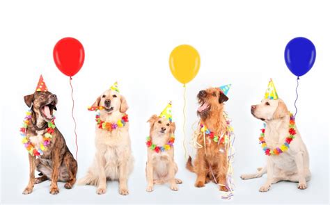 Celebrating Dogs Celebrating