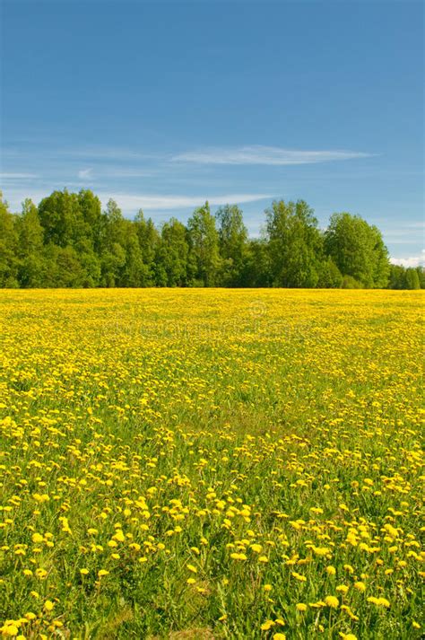 Dandelion Field Stock Image Image Of Backdrop Horizontal 632059