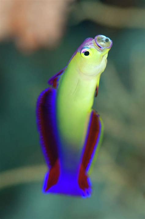 Purple Fire Goby Photograph By Scubazooscience Photo Library