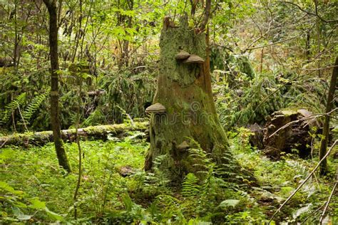 Old Tree Stump With Fungus In Forest Stock Image Image Of Growing