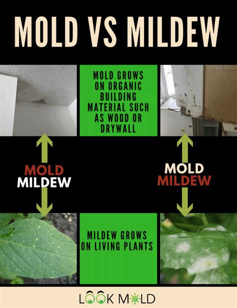 Do You Really Need A Mold Inspection And Is It Worth The Cost Lookmold