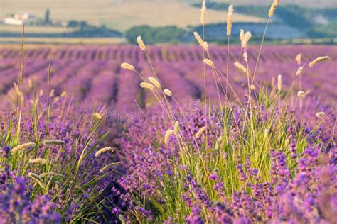 Lavender Fields At Sunset Stock Image Image Of Dusk 95239175