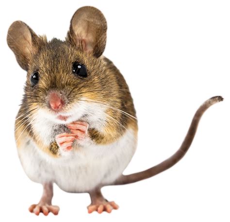 House Mouse The Mightiest Of Mammals Pest Management Professional