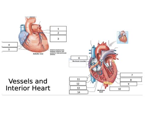 Interior Heart Labeling — Printable Worksheet