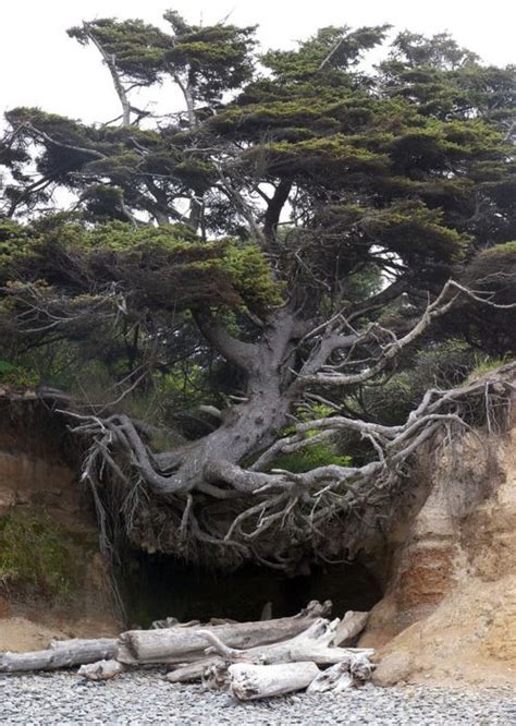 77 Best Trees And Roots Images On Pinterest Forests
