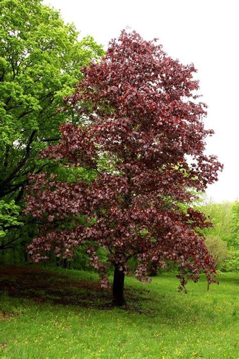 The university of arkansas division of agriculture does not maintain lists of retail outlets where these plants can be purchased. Crimson King Norway Maple - Plant Library - Pahl's Market ...