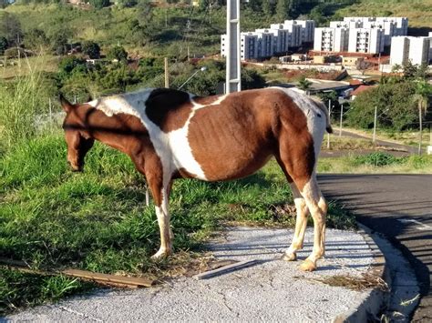 Pedestre E Animais Soltos Na Via São Condições Adversas De