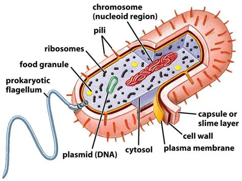 Prokaryotic Cell Diagrams 101 Diagrams