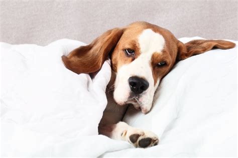 How To Tell If Your Dog Has A Sore Throat And What To Do About It