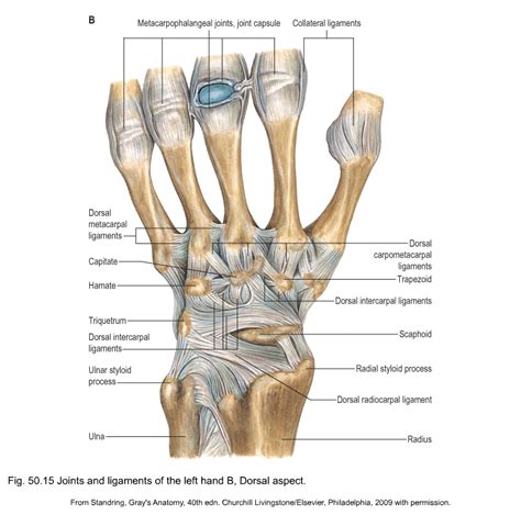 Dorsal Hand Ligaments