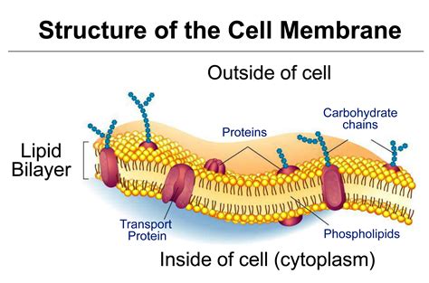 The Cell Membrane Diagram