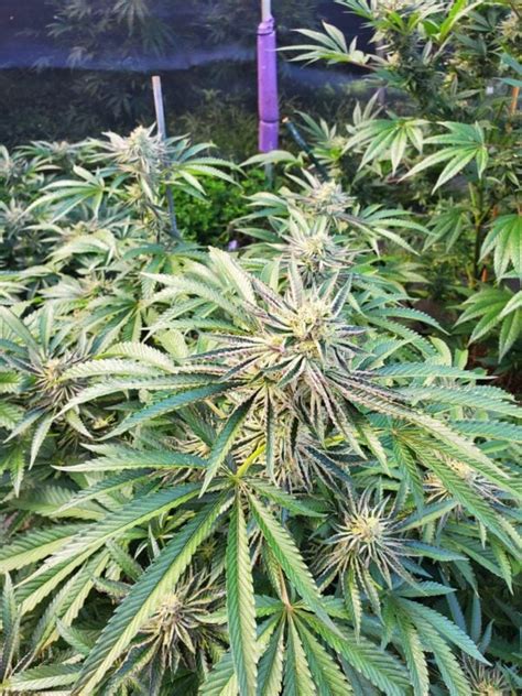 Gorilla Glue 4 S1 Cannabis Seeds Gg4 Strain Gps