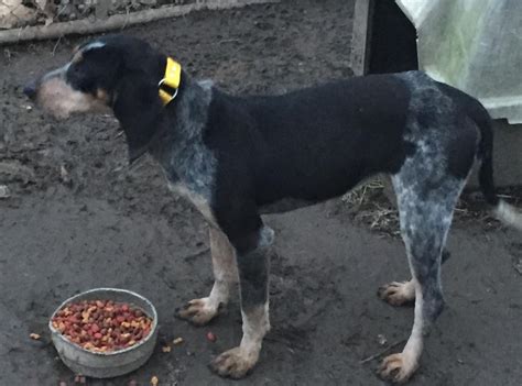 Currently, we do not have any bluetick coonhound puppies available , but these breeds may interest you. Bluetick Coonhound Puppies For Sale | Lexington, KY #129786
