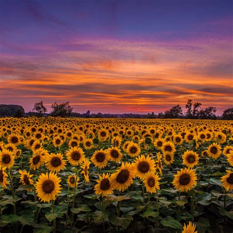 Sunflower Hd Wallpaper 1080p Sunflower Field Sunset 4k Hd