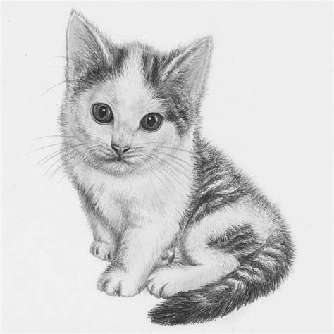 25 Cat Drawing Easy With Colour Aleya Wallpaper