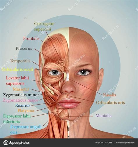Resultado De Imagem Para Musculos Face Face Muscles Anatomy Muscle