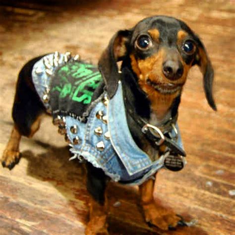 15 Bad Ass Dog Costumes For Punk Rock Day The Dog People By