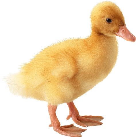 Download Little Yellow Duck Png Image Hq Png Image Freepngimg