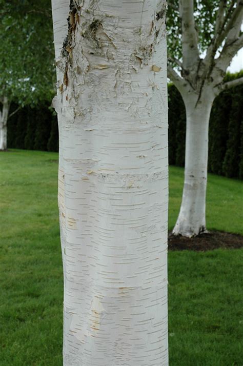 Buy Whitebark Himalayan Birch Shade Trees Agriforest