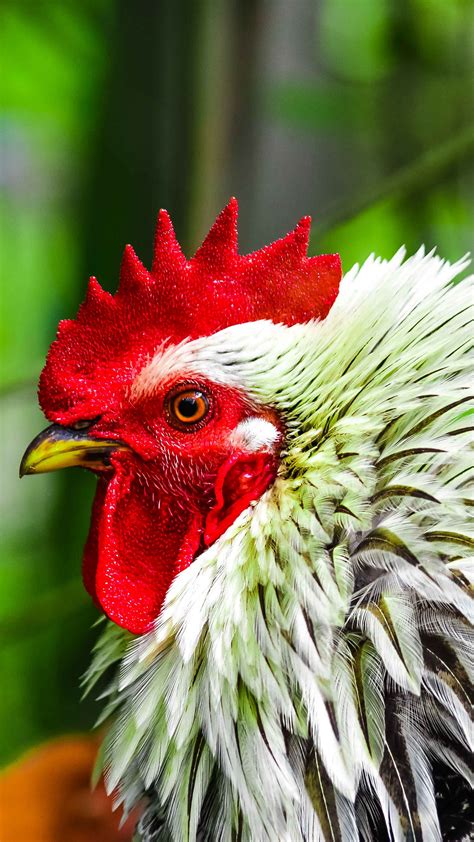 Download Wallpaper 2160x3840 Rooster Bird Poultry Comb