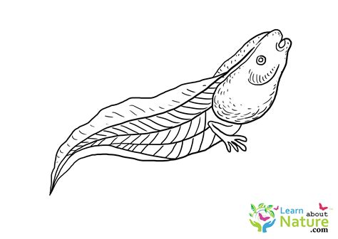 Tadpole Coloring Page 4 Learn About Nature