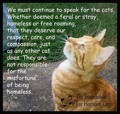 Pin By Deltacharmers 3 On Quotes And Poems Feral Cats Cats Kittens